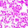 Biologický mikroskop MAGUS Bio 270T