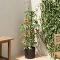 vidaXL Pestovateľ paradajok Čierna Ø 32 x 127 cm PP