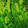 Fluorescenčný mikroskop MAGUS Lum 450L
