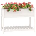 vidaXL Kvetináč s policou biely 111,5x54x81 cm masívna borovica