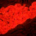 Fluorescenčný mikroskop MAGUS Lum 450L