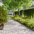 vidaXL Obrubník trávnika 50 ks 10 x 103 cm Olivovo zelená