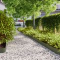 vidaXL Obrubník trávnika 10 ks 15 x 103 cm Olivovo zelená