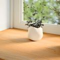 vidaXL Okenný parapet 2 ks svetlohnedá 80x20x2 cm dubový masív