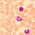 Biologický mikroskop MAGUS Bio 250B