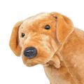 vidaXL Stojaci plyšový hračkársky labrador, svetlohnedý XXL