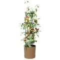 vidaXL Pestovateľ paradajok Naturo ECO Ø 39 x 139 cm WPC
